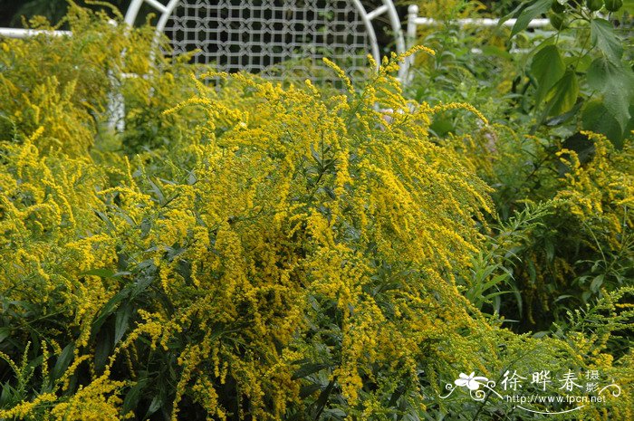 加拿大一枝黄花Solidago canadensis