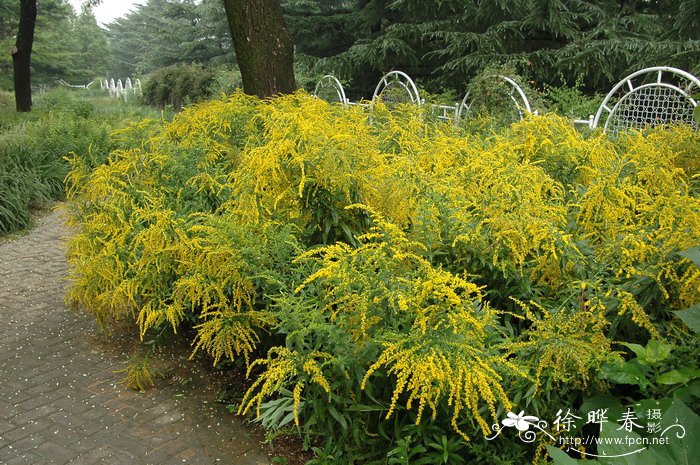 加拿大一枝黄花Solidago canadensis