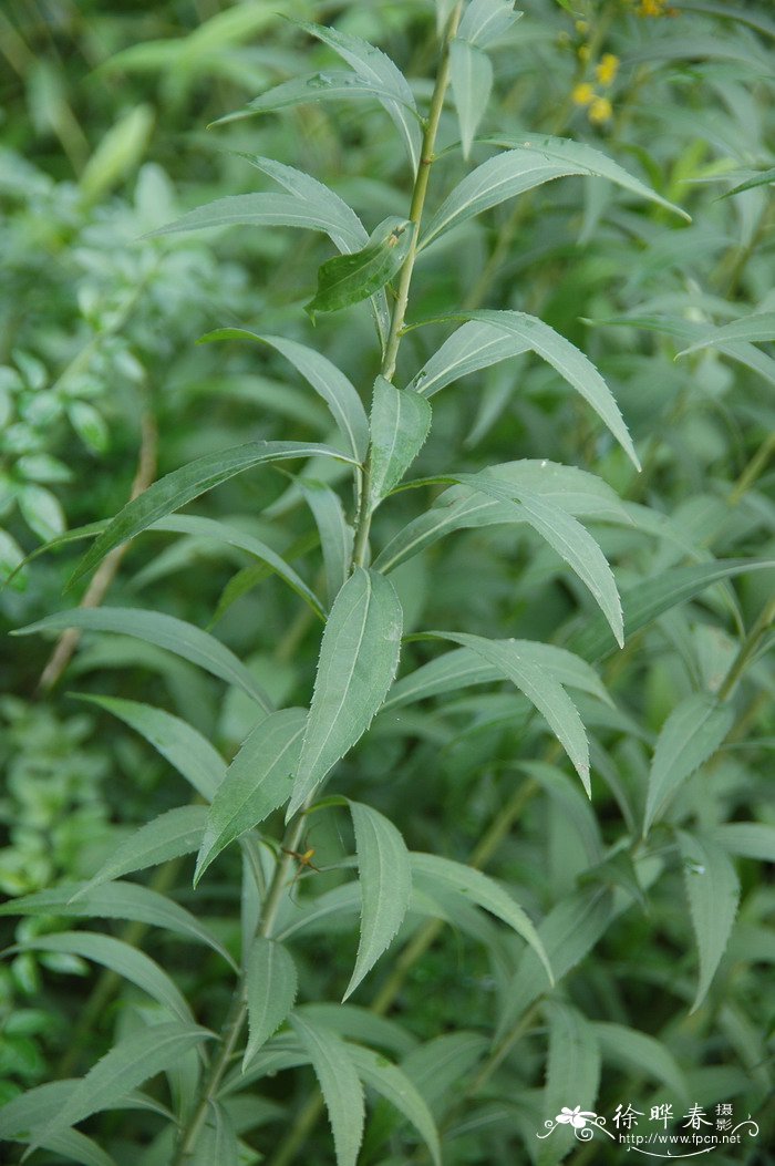 加拿大一枝黄花Solidago canadensis