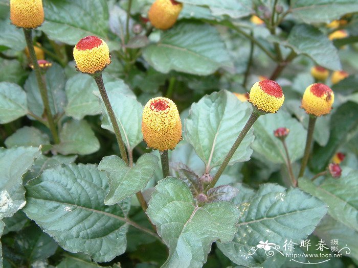 桂圆菊Spilanthes oleracea