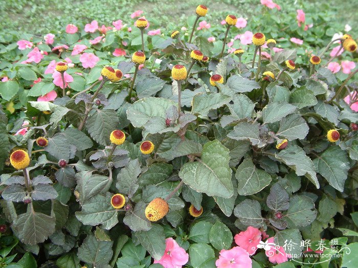 桂圆菊Spilanthes oleracea