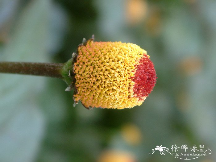 桂圆菊Spilanthes oleracea