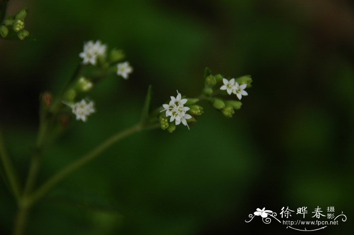 甜叶菊Stevia rebaudiana