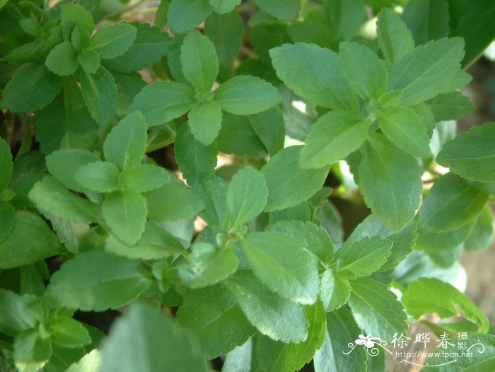 甜叶菊Stevia rebaudiana