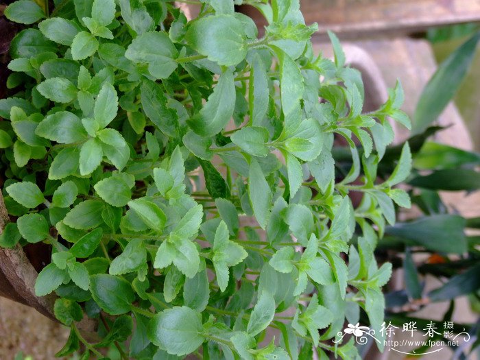 甜叶菊Stevia rebaudiana