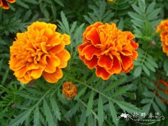 孔雀草Tagetes patula