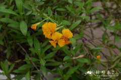 甜万寿菊Tagetes lucida