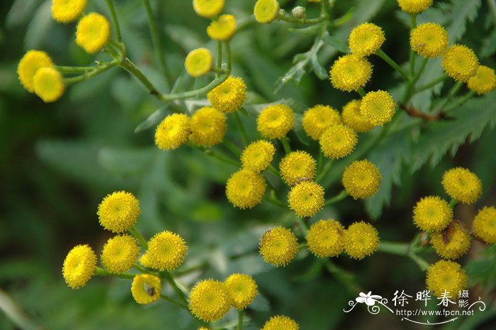 艾菊Tanacetum vulgare