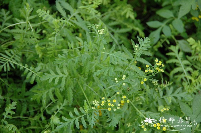 艾菊Tanacetum vulgare