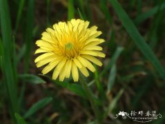 蒲公英Taraxacum mongolicum