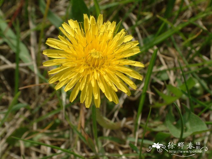 蒲公英Taraxacum mongolicum