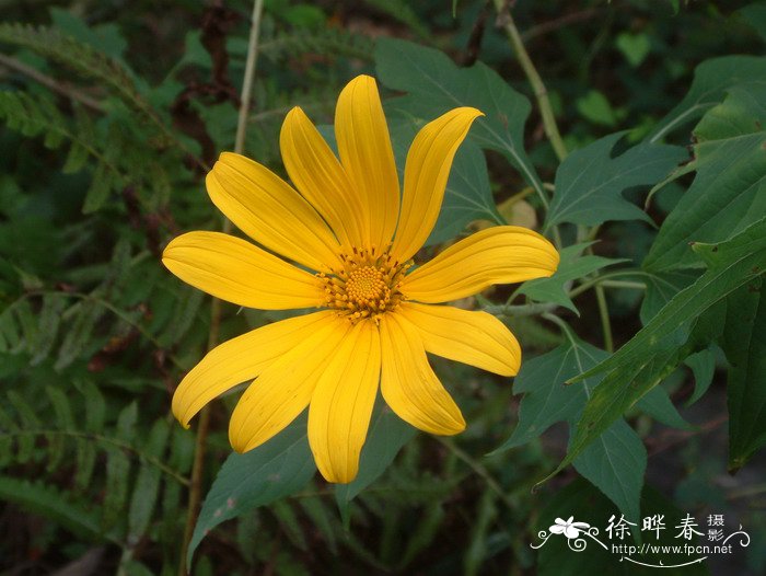 肿柄菊Tithonia diversifolia