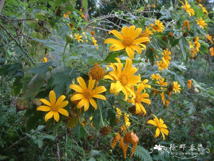 肿柄菊Tithonia diversifolia