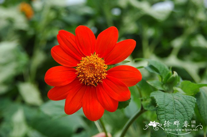 圆叶肿柄菊Tithonia rotundifolia