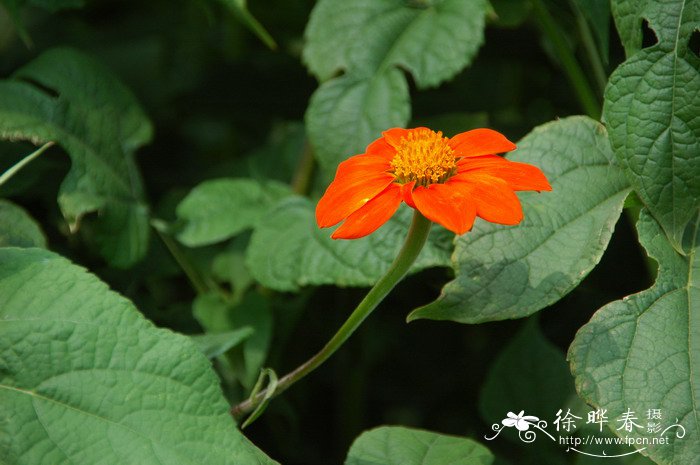 圆叶肿柄菊Tithonia rotundifolia