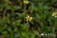 羽芒菊Tridax procumbens