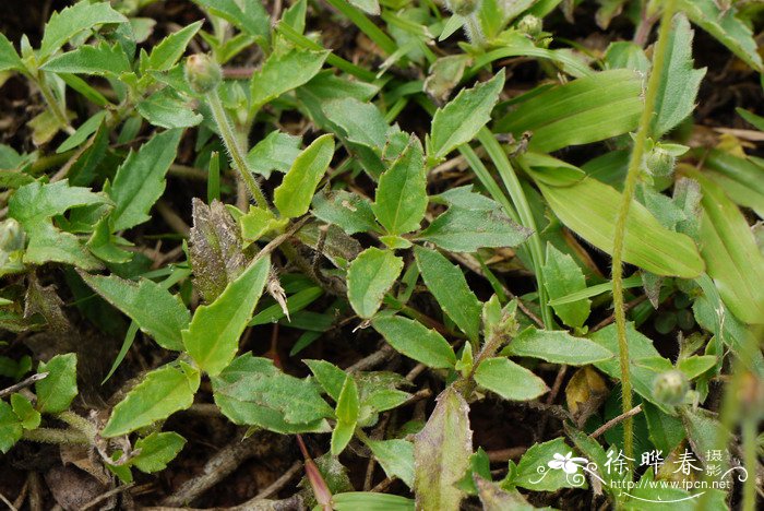 羽芒菊Tridax procumbens