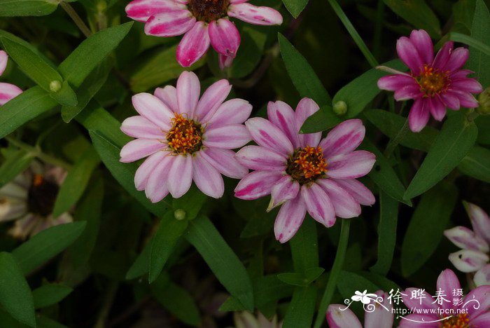 小百日草Zinnia angustifolia