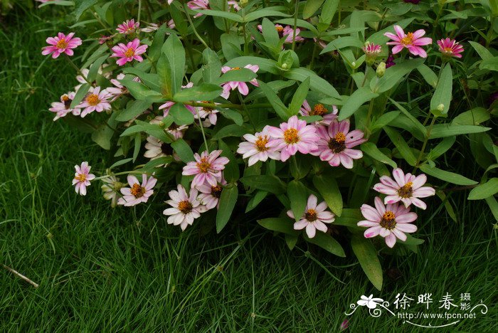 小百日草Zinnia angustifolia