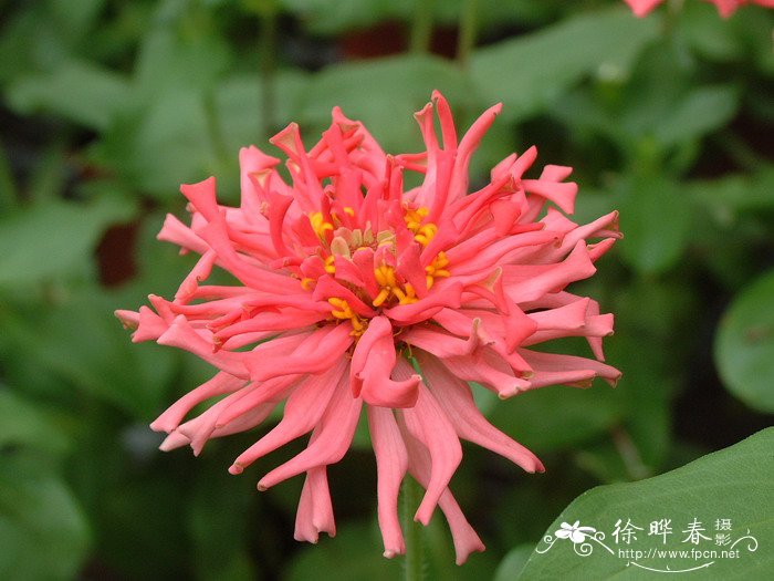 百日草Zinnia elegans