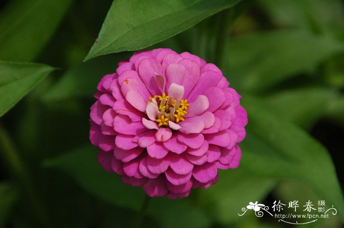 百日草Zinnia elegans