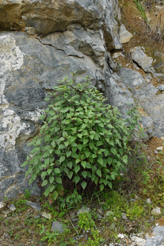 紫茎泽兰Ageratina adenophora