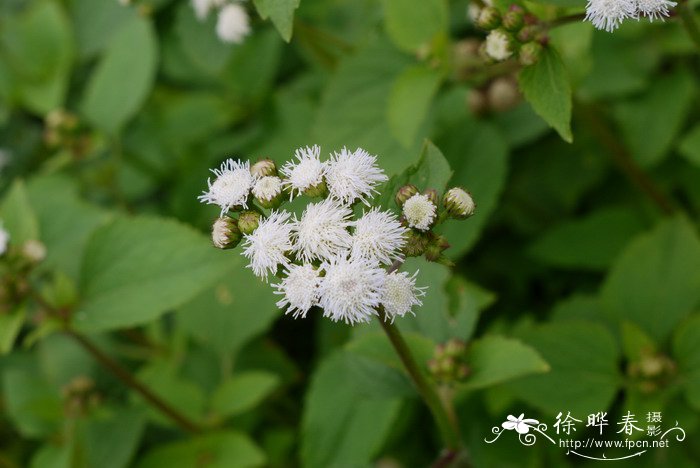 藿香蓟Ageratum conyzoides