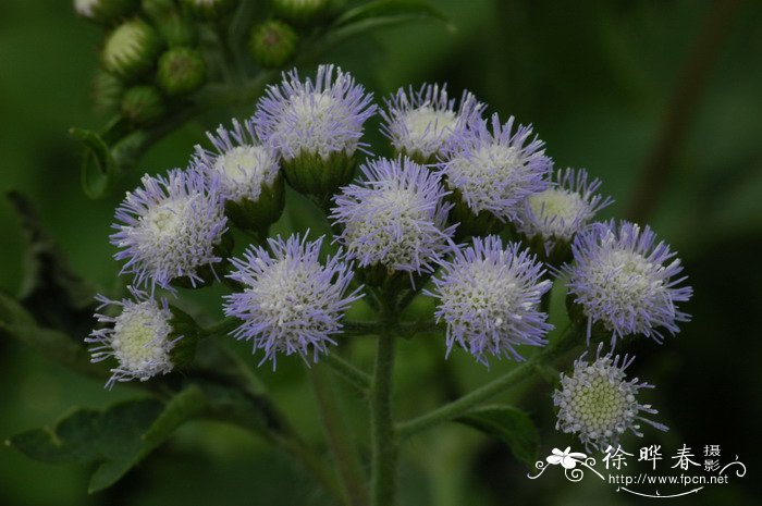 藿香蓟Ageratum conyzoides