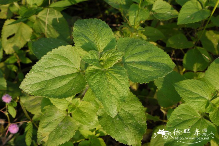 藿香蓟Ageratum conyzoides