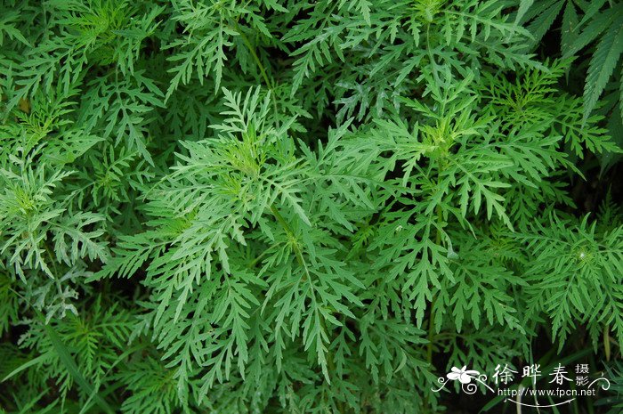 豚草Ambrosia artemisiifolia