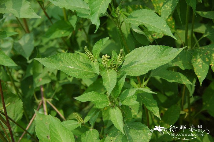 三裂叶豚草Ambrosia trifida