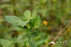 鬼针草Bidens pilosa