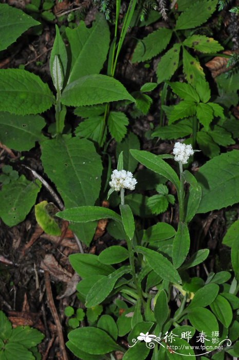 铃铃香青Anaphalis hancockii