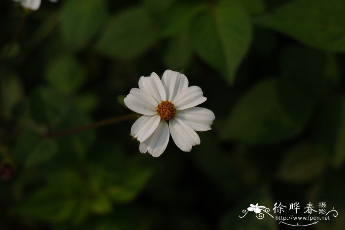 白花鬼针草Bidens pilosa var. radiata