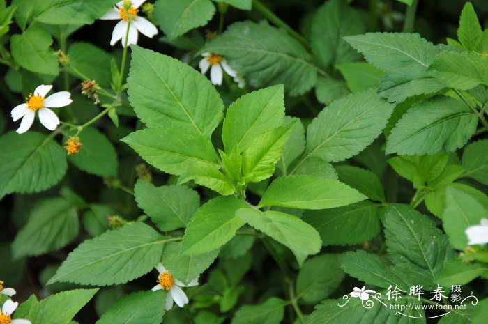 白花鬼针草Bidens pilosa var. radiata