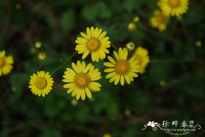 野菊Chrysanthemum indicum