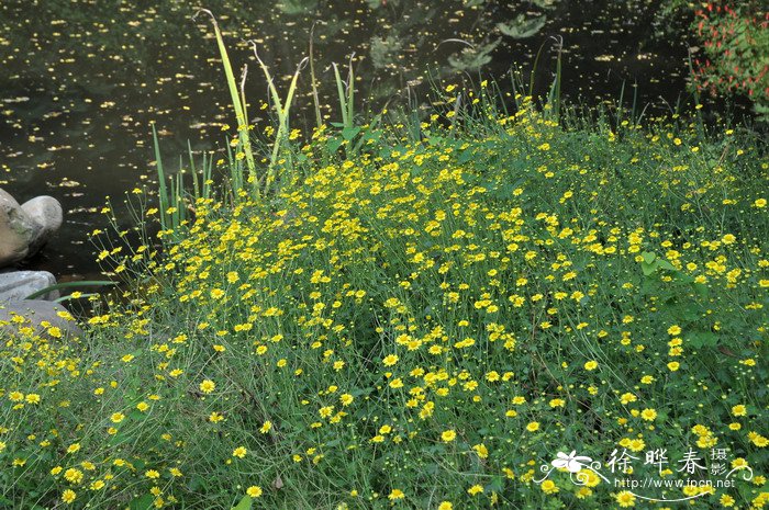 野菊Chrysanthemum indicum