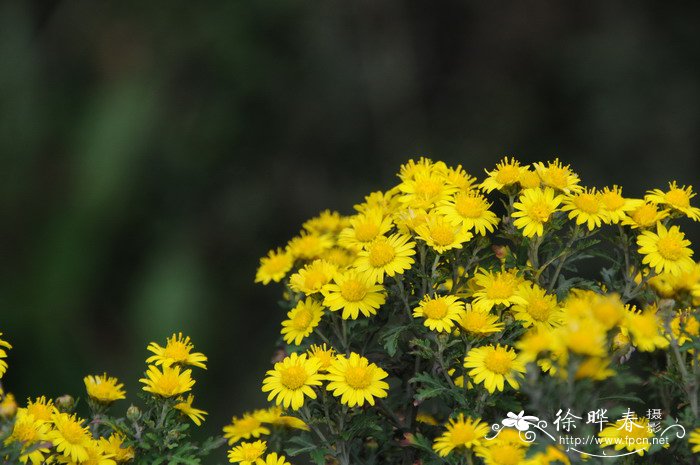 甘菊Chrysanthemum lavandulifolium