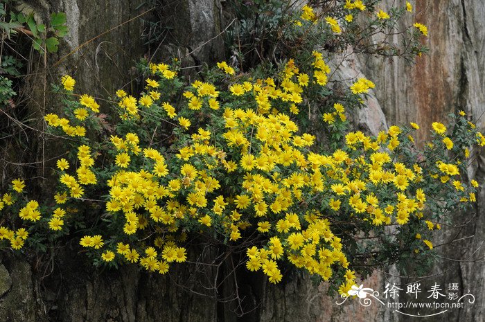 甘菊Chrysanthemum lavandulifolium