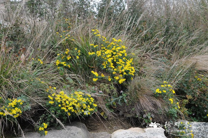 甘菊Chrysanthemum lavandulifolium