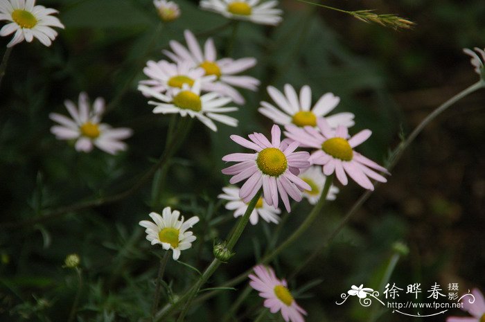 小山菊Chrysanthemum oreastrum