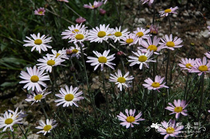 小山菊Chrysanthemum oreastrum