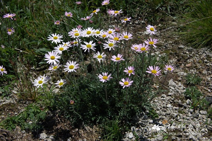 小山菊Chrysanthemum oreastrum