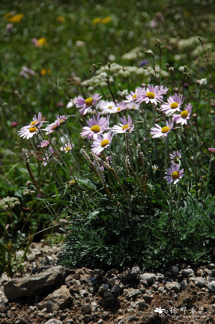 小山菊Chrysanthemum oreastrum