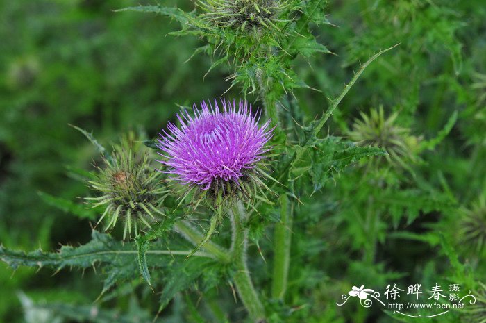 魁蓟Cirsium leo