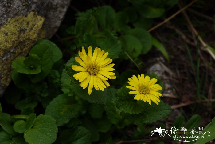 甘肃多榔菊Doronicum gansuense