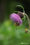 烟管蓟Cirsium pendulum