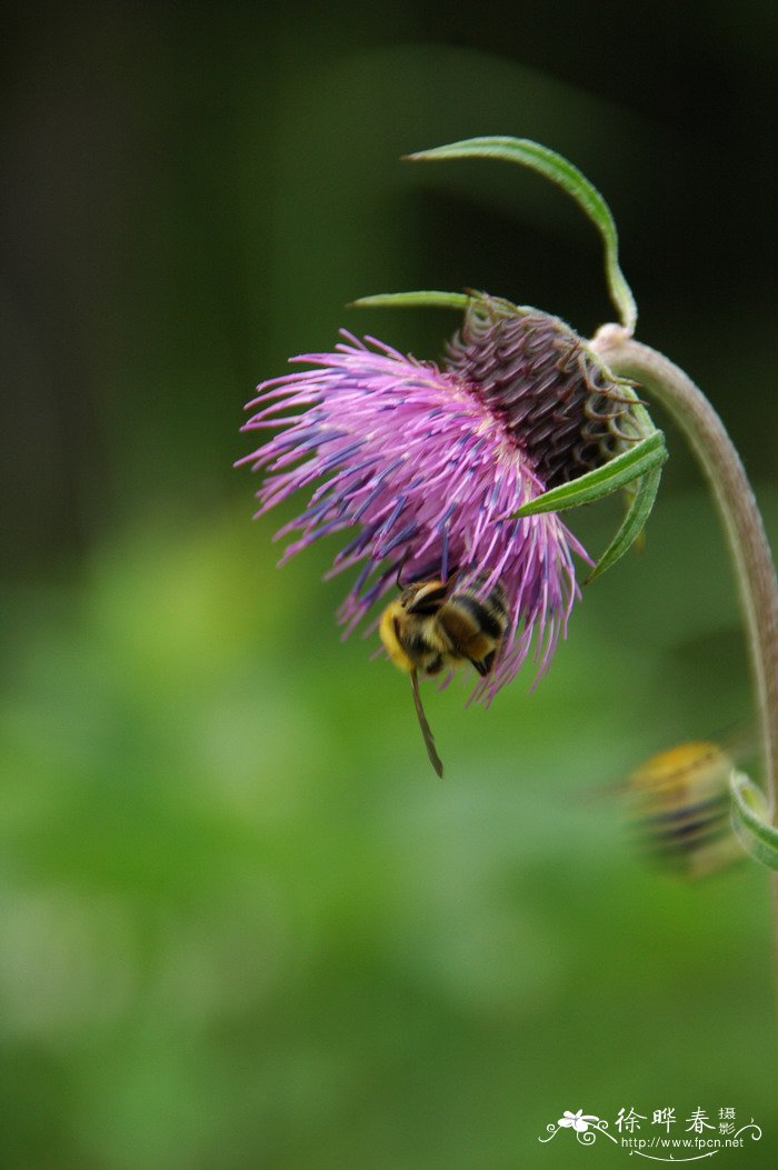 烟管蓟Cirsium pendulum