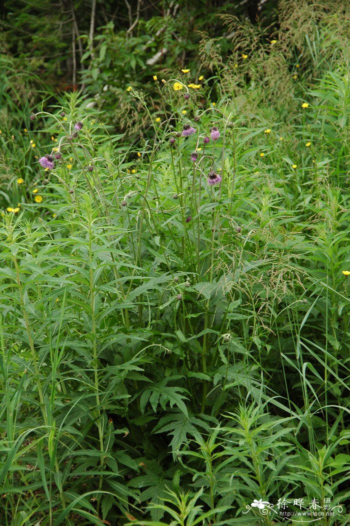 烟管蓟Cirsium pendulum