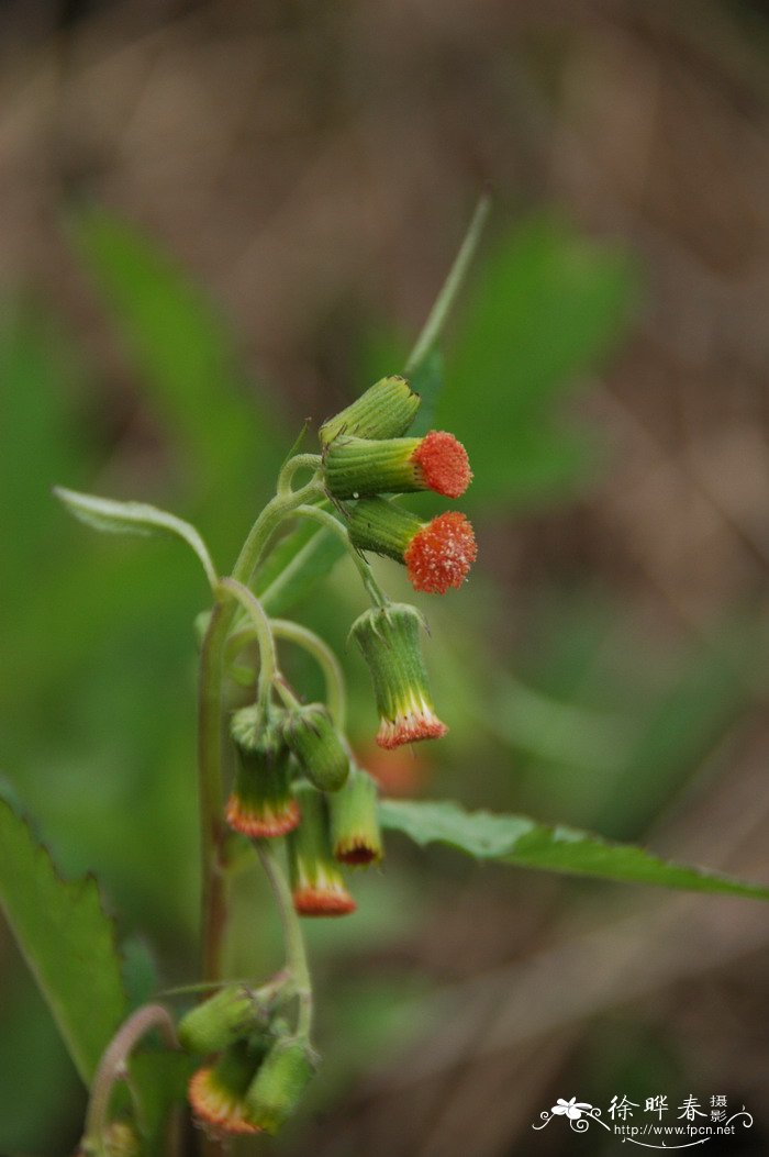 野茼蒿Crassocephalum crepidioides